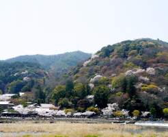 嵐山　桜　名所
