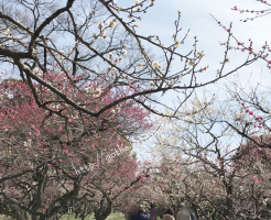 北野天満宮　梅苑
