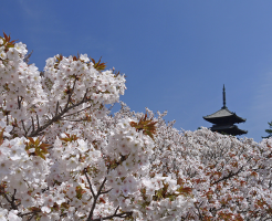 仁和寺　御室桜