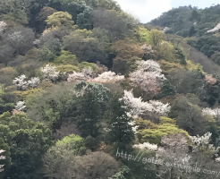 嵐山の桜の見ごろ