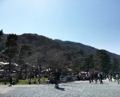 嵐山の桜の開花状況