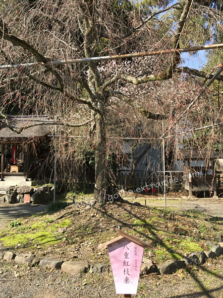 平野神社　紅八重枝垂れ　4月初旬の姿