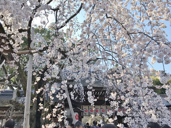 平野神社　魁桜