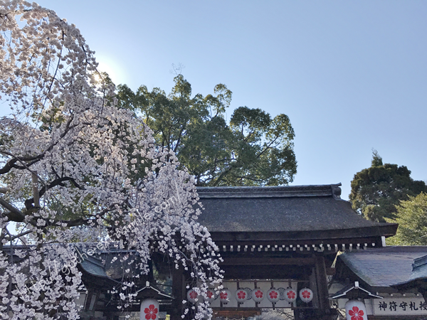 平野神社　魁桜