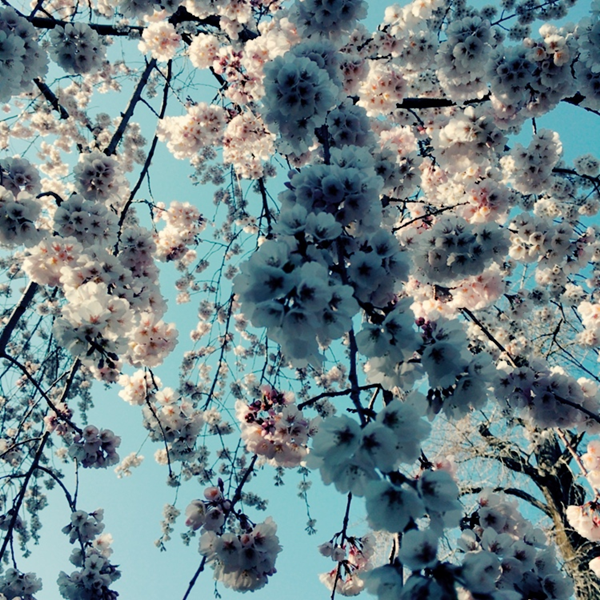 平野神社　魁桜