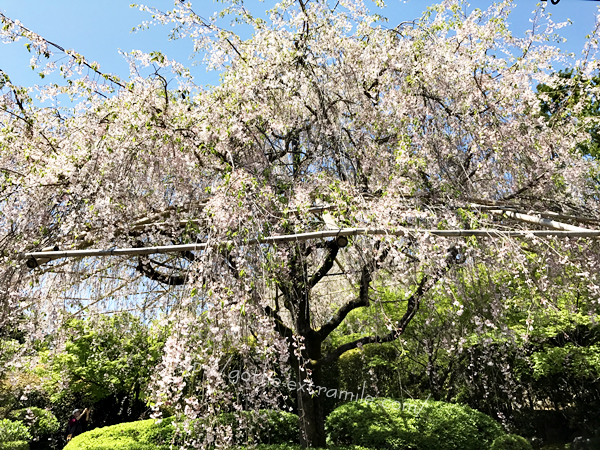 妙心寺　退蔵院　しだれ桜