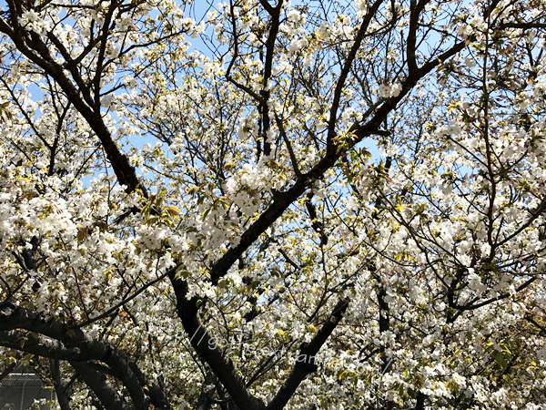 御室仁和寺　泣き桜