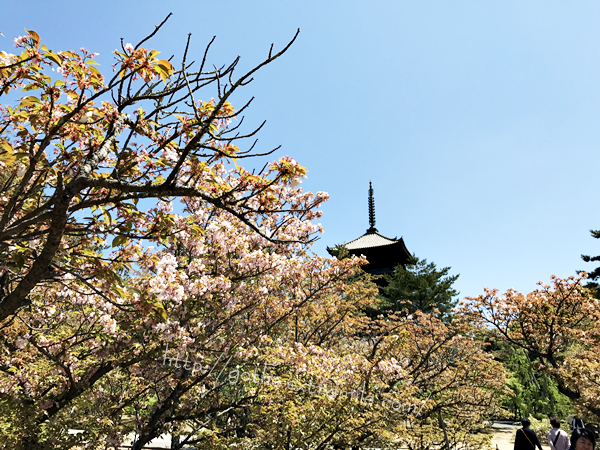 御室仁和寺　御室桜