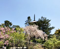 仁和寺　遅咲き桜