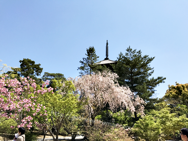 仁和寺　遅咲き桜