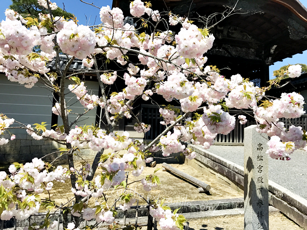 仁和寺　高松宮殿下　お手植え