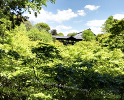東福寺　青もみじ