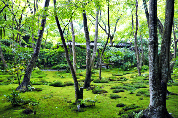 祇王寺　青もみじ