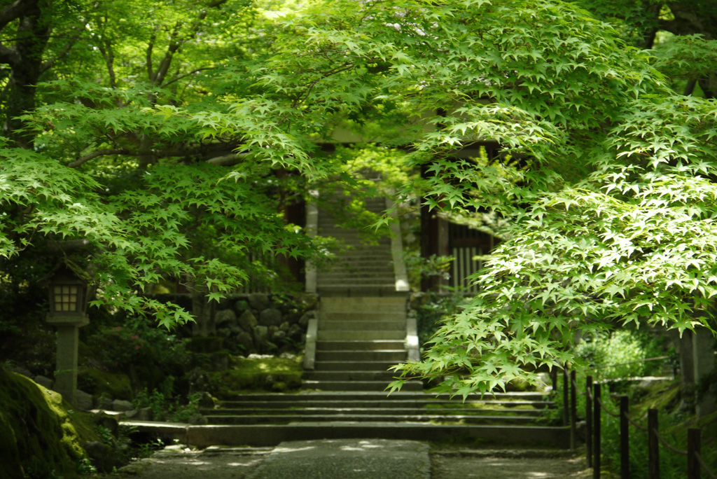常寂光寺　青もみじ