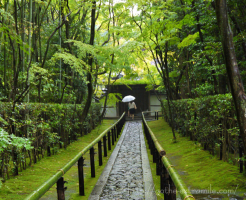 雨　京都　高桐院
