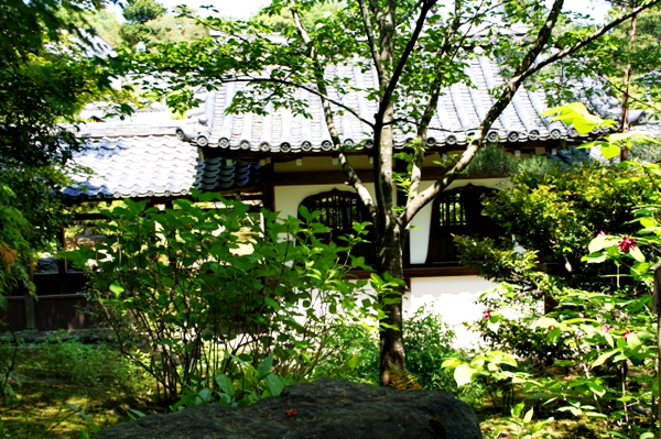 天龍寺　青もみじ