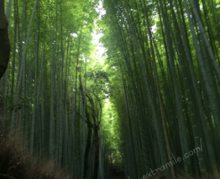 竹林の道