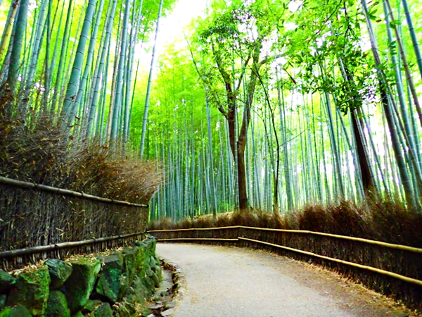 竹林の道