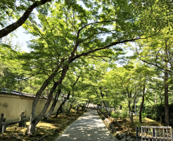 宝厳院　青もみじ