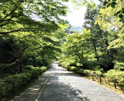 二尊院　青もみじ　紅葉の馬場