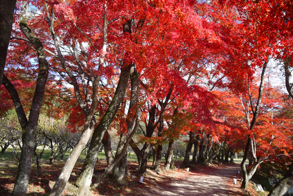 大覚寺　大沢池　紅葉