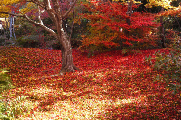 宝筐院　紅葉