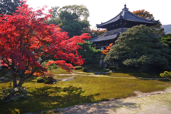 鹿王院　紅葉