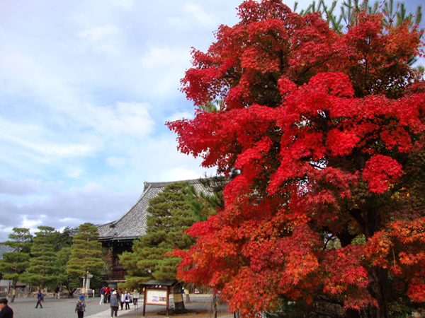 清凉寺　紅葉
