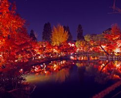 永観堂　紅葉　ライトアップ