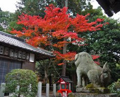 三宅八幡　紅葉