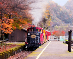 嵯峨野トロッコ列車　嵐山の紅葉