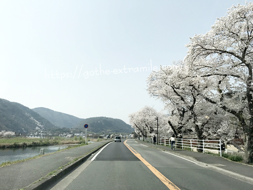 嵐山　桜　桂川土手