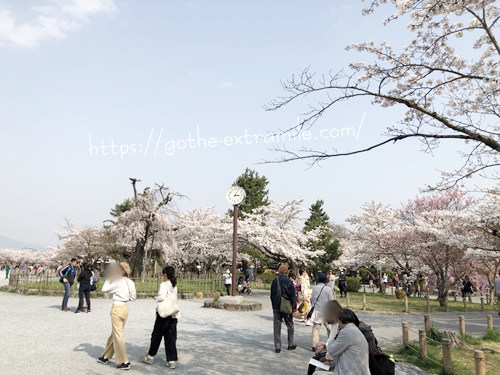 嵐山の桜　2018