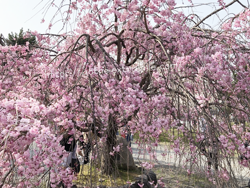 嵐山　枝垂れ桜　満開