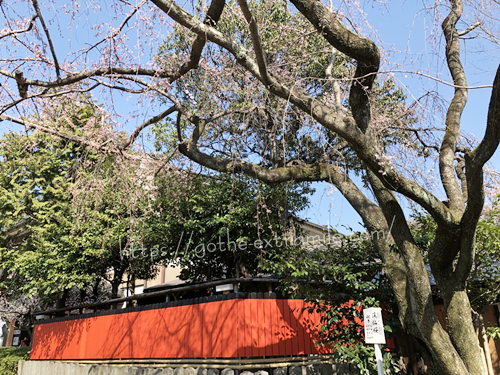渓山桜　見ごろ　3月