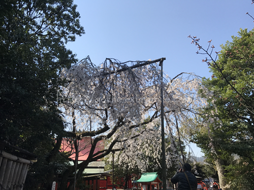 車折神社　渓仙桜　見ごろ