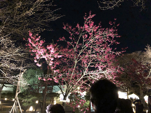 二条城　寒緋桜