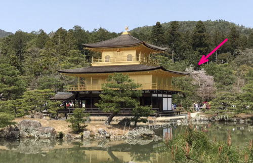 金閣寺と桜